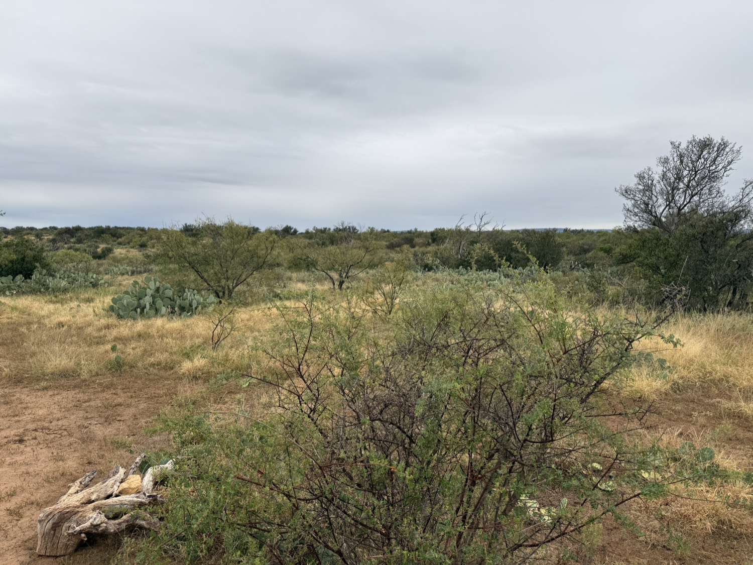 Hill Country landscape