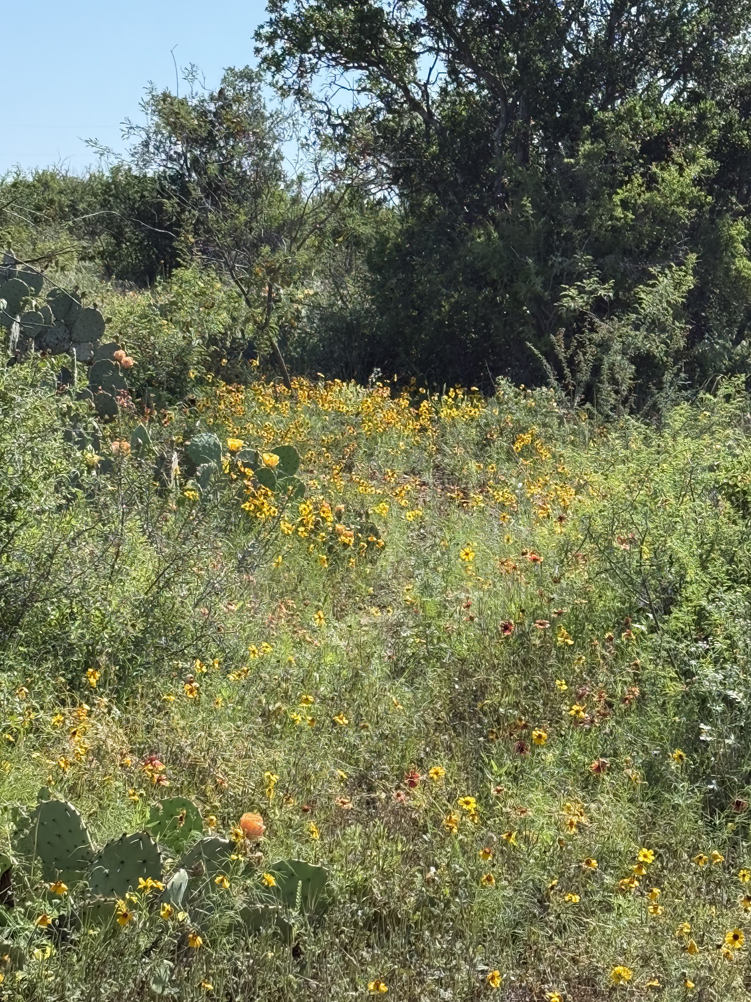 Native vegetation and cactus