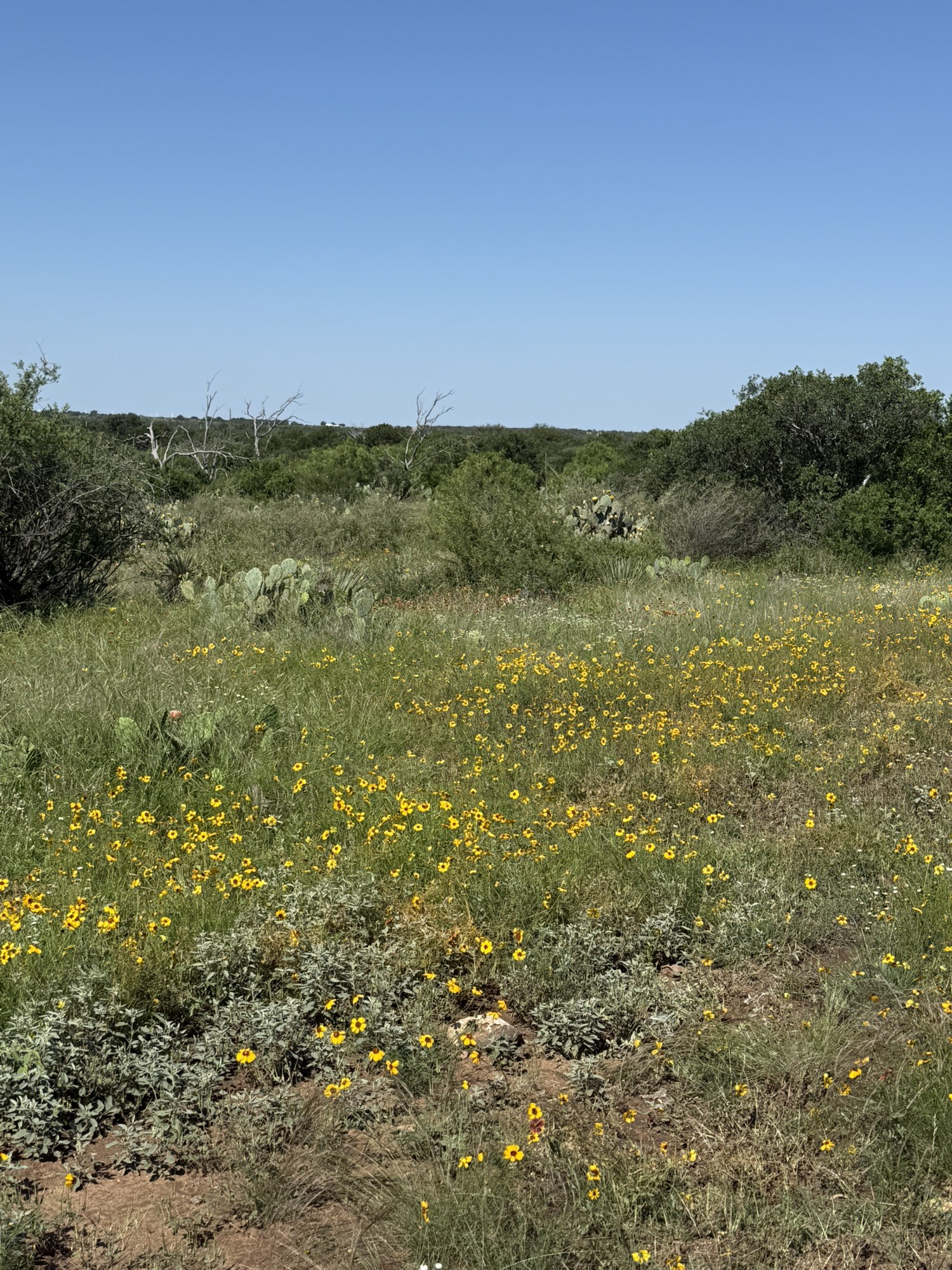 Wildflowers in spring