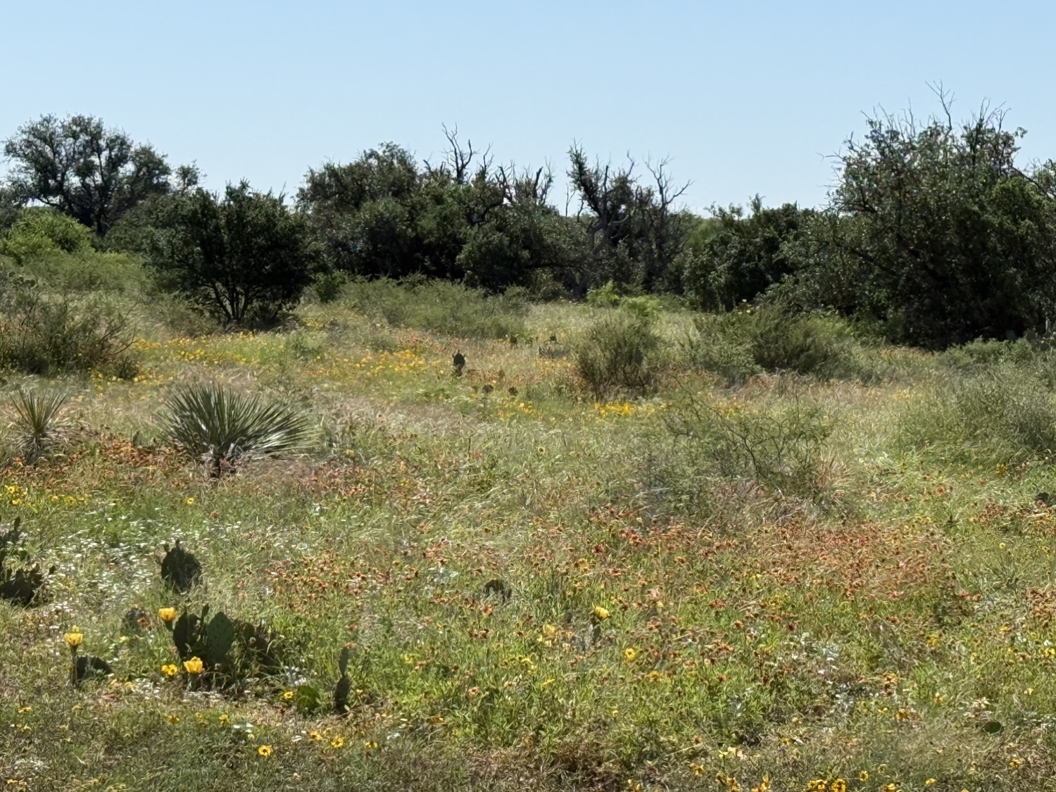 Open pasture and tree line