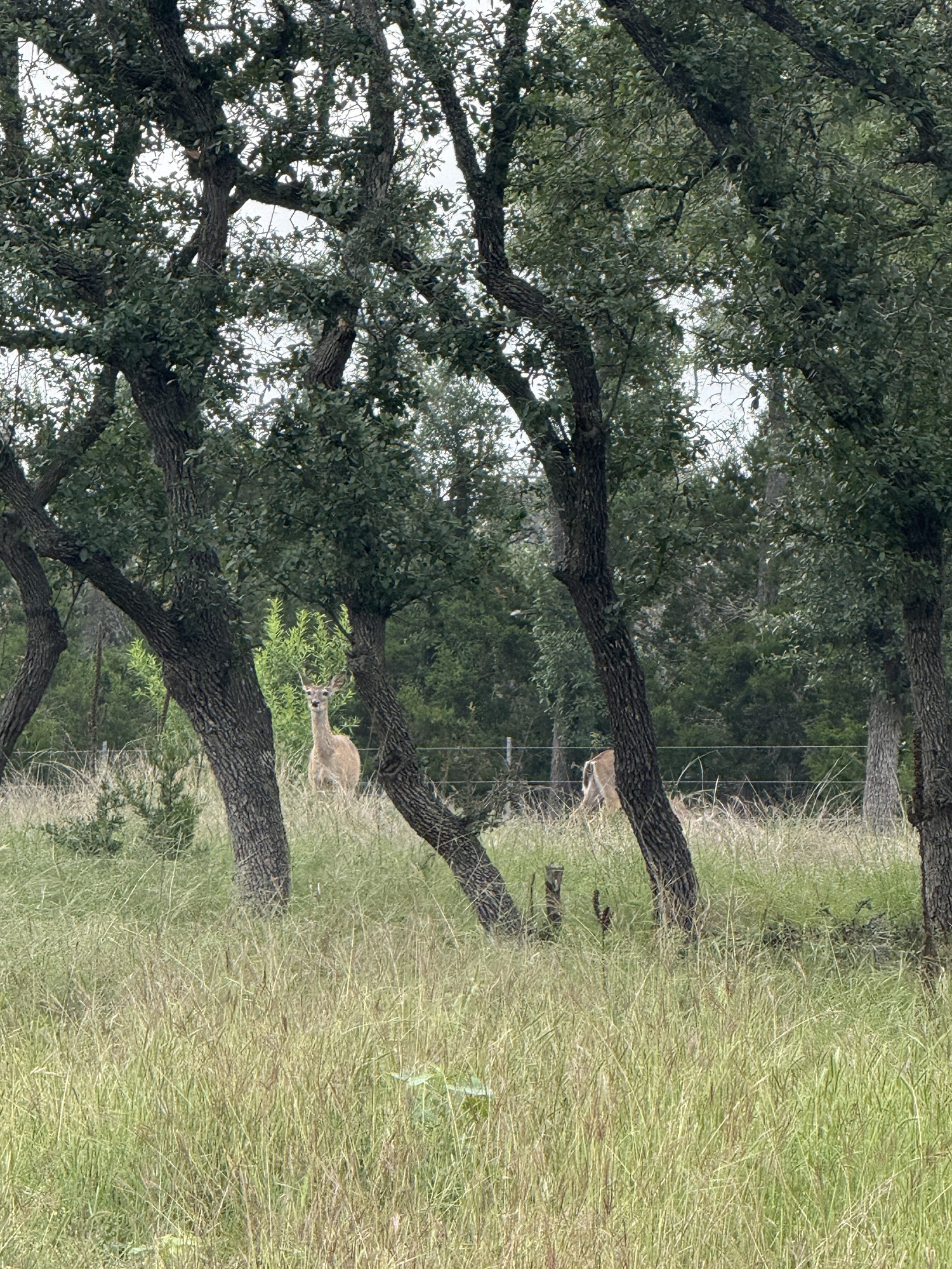 Whitetail deer on the ranch